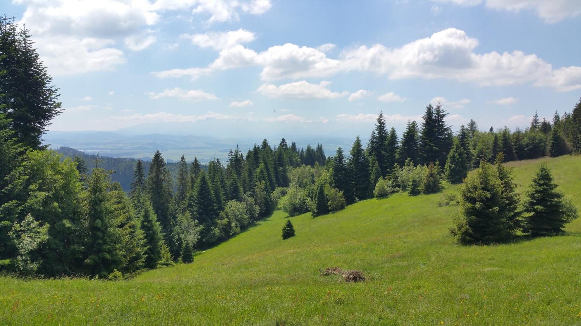 Zielona Owieczka * Niedzica Zamek